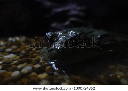 Black frogs are soaked in water on the rocks. It is poisonous in the thick forest. Looking at the photographer