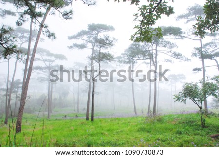  Landscape of the foggy on green grass at Phu Soi Daw national park in Thailand