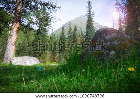 Forest glade in the mountains with lush green grass