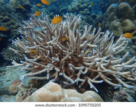 Underwater close-up coral reef with fishes