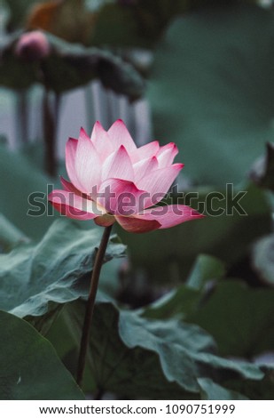 Royalty high quality free stock image of a pink lotus flower. The background is the lotus leaf and pink lotus flower and lotus bud in a pond. Viet Nam. Peace scene in a countryside, Vietnam