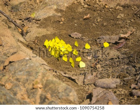 Beautiful yellow butterfly on the rock in the forest.