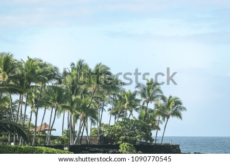 A patch of palm trees on the beach of the Pacific ocean on Big Island Hawaii.
