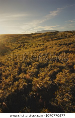 A view down the backlit grassy hills on Big Island Hawaii during a serene evening. Mona Loa stands in the background.
