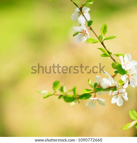 Defocus natural background blurred small flowers on a branch. Pastel colors toning