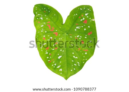 Leaves (Caladium) isolated on white background with clipping paths.