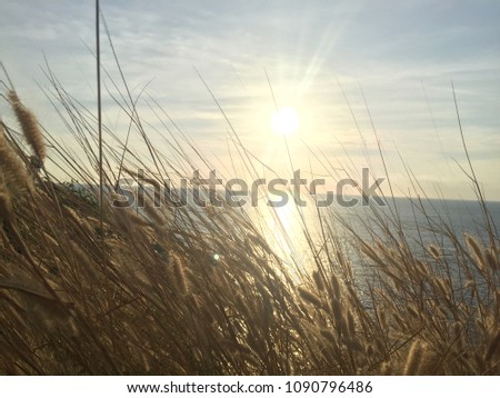 Beautiful grass flower (poaceae) swaying on the sunset.Golden light.landscape background picture of sunset on the horizon skyline in the sea