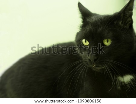 portrait of a serious black cat