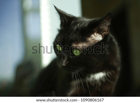 portrait of a serious black cat