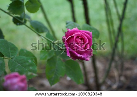 Rose Magenta Garden