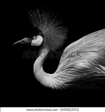 Beautiful flamingo closed up shot illuminated by sunlight with dark - black background. Black & white image.  Royalty-Free Stock Photo #1090822952