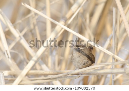 Eurasian Wren on reed