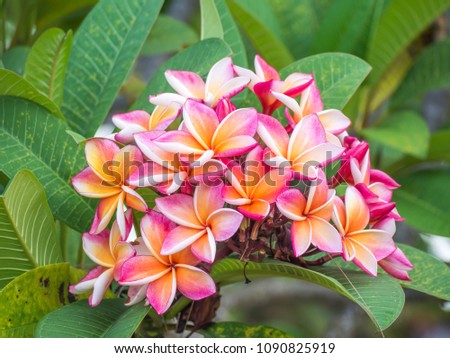 Frangipani flower pink and orange color with green leaf background. 