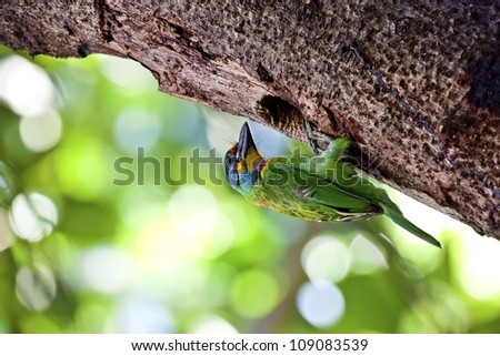 parent Muller's Barbet on tree hole in spring