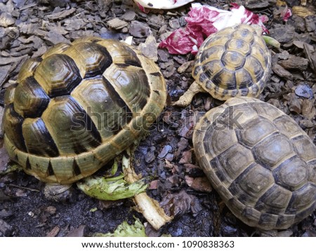 Many turtle animal