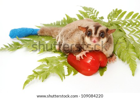 sugar glider sick have  wounded tail  a protective with bandage, on white background