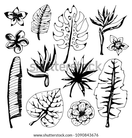Tropical  flowers, leaves. Hand drawn isolated on white background set
