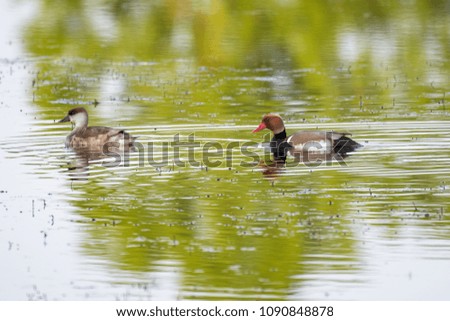 A pair of red-crested pochards swimming on a lake