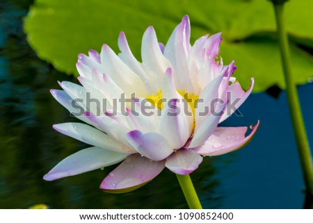 Colorful Lotus Flower in pond