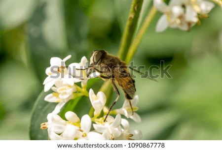 Macro photo of Bee  collecting  pollen in nature. Shallow depth of field