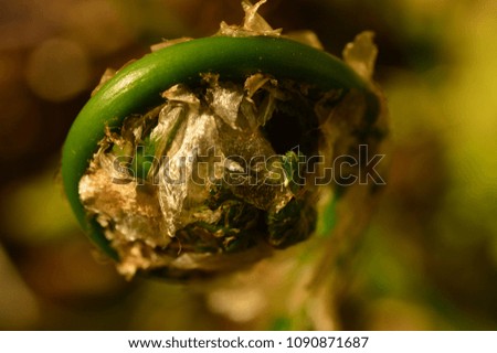 fern spring stalk as a circle in a cocoon