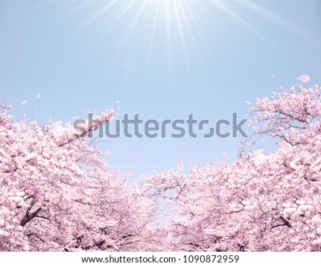 Cherry blossoms, background