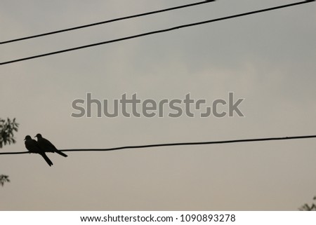 silhouette bird on electric cable , wires line . dramatic scenic . alone feeling , grey color background . 