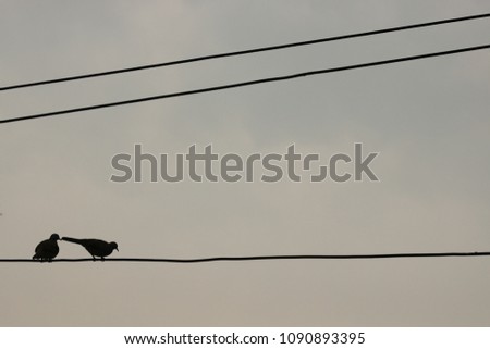 silhouette bird on electric cable , wires line . dramatic scenic . alone feeling , grey color background . 