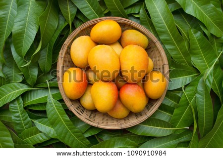 Mango tropical fruit in wooden basket put on green leaf background, top view Royalty-Free Stock Photo #1090910984