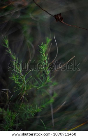 Green grass background. Dark wallpaper for desktop. Beautiful blurred backdrop, wild nature, travel photography. Macro botany floral screensaver, Banner with copy space, poster for home and office.