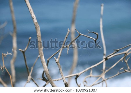 Ocean View Through Dead Trees