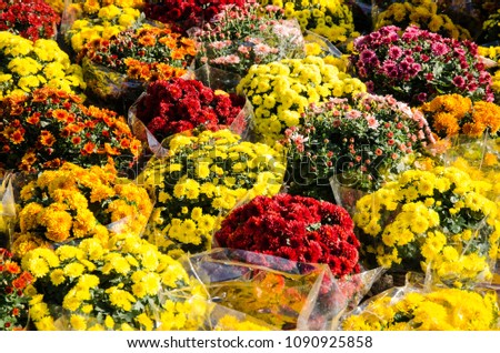 chrysanthemum flowers bouquets in the cementery