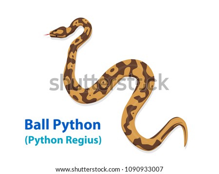 Realistic Ball Python snake in vector art, top view