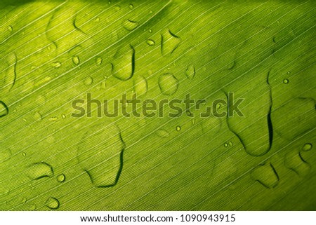 Abstract Wet Green Surface Leaf with drop Rain Background low key