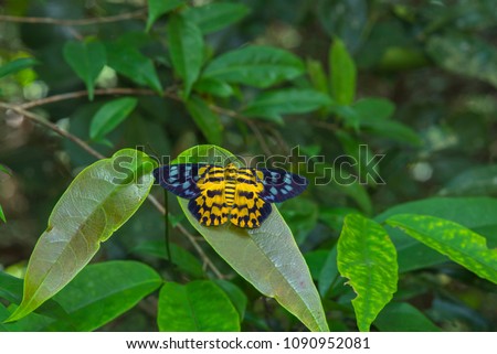 The spotted golden-looper moth (dysphenia sagana) Beautiful butterfly