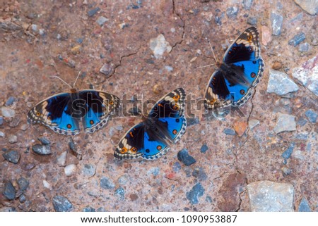 The Blue Pansy butterflies