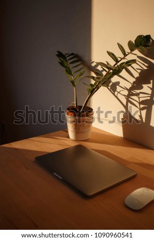 Office sunlight plant shadow