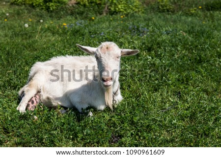 Close-up on white funny goat on a chain with a long beard grazing on green pasture field in a sunny day. Farming. Ukrainian goats.