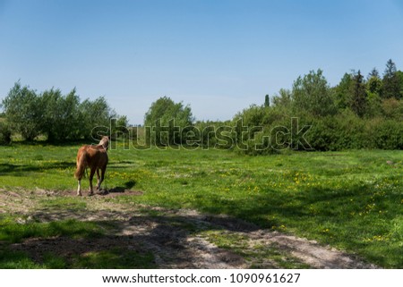 Alone brown horse on a chain grazing on green pasture with a yellow flowers against blue sky and trees. Farming. Ukrainian horses.