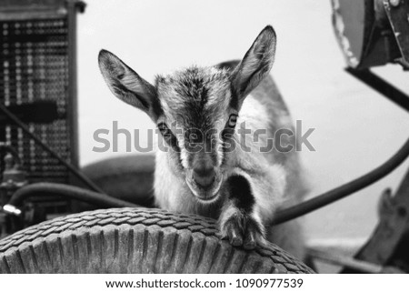 
Portrait of a little funny goat