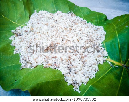 white ant eggs,insect on green leaf background,selected focus