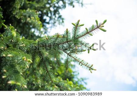 young shoots of coniferous trees