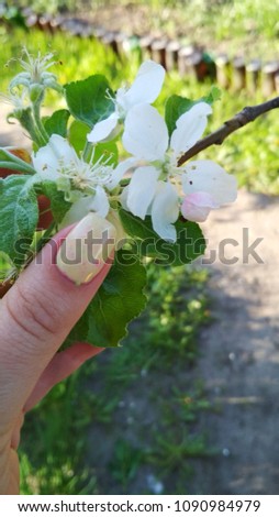 foto with apple tree flowers. Hand with trees. Nails with flowers. 