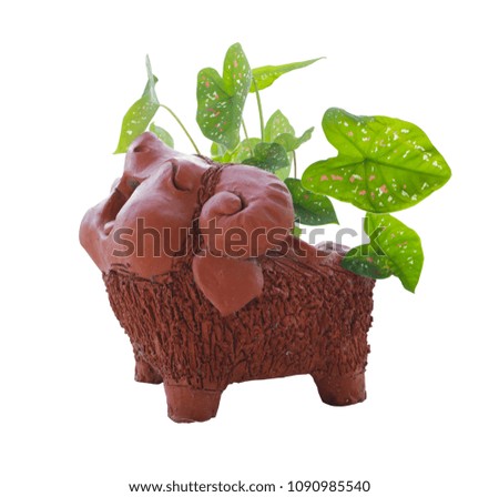 flower pot, garden tree, flowerer Royalty-Free Stock Photo #1090985540
