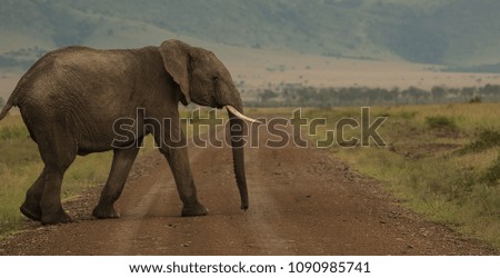 Elephant Calf (Loxodonta) crossing the road in masai mara