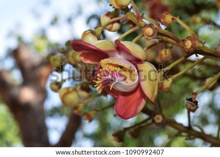 Shorea robusta flower. Sala flower.