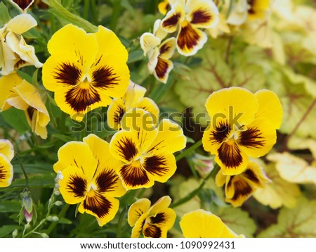Yellow garden pansies - Viola