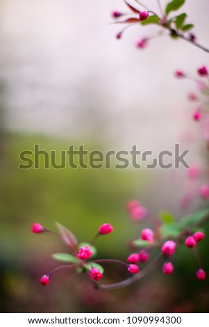 Cherry blossoming trees wallpaper