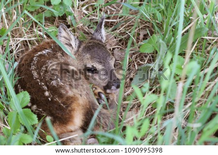 Little deer in the grass. Capreolus capreolus. .Wildlife scene from nature Royalty-Free Stock Photo #1090995398