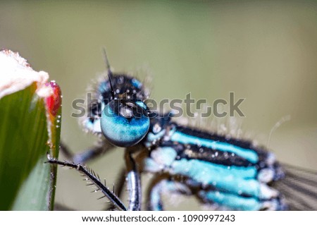 blue dragon fly on grass in summer season